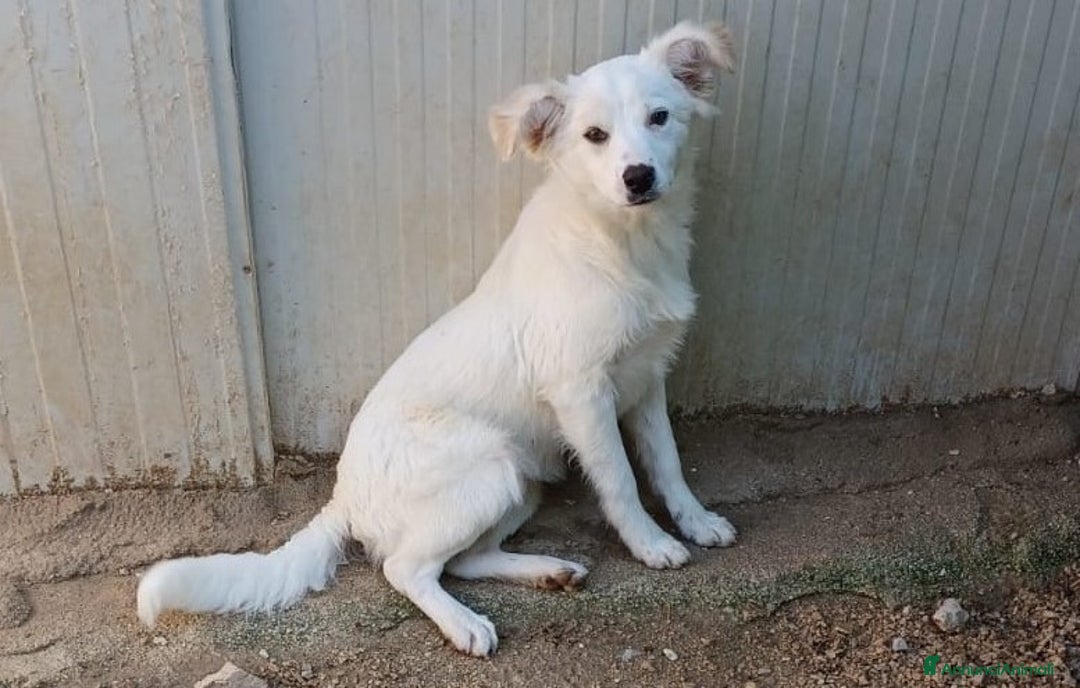 Meticcio cani in regalo: LA PICCOLA E SIMPATICA CROSTATINA a Città Metropolitana di Firenze - Immagine 5