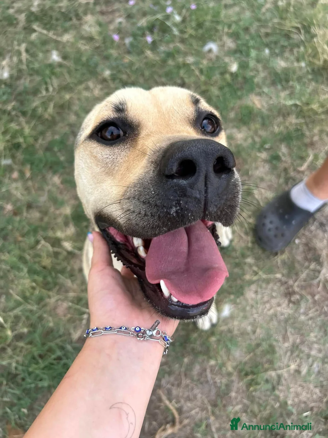 Meticcio cani in regalo: Penelope a Provincia di Latina - Annuncio 8