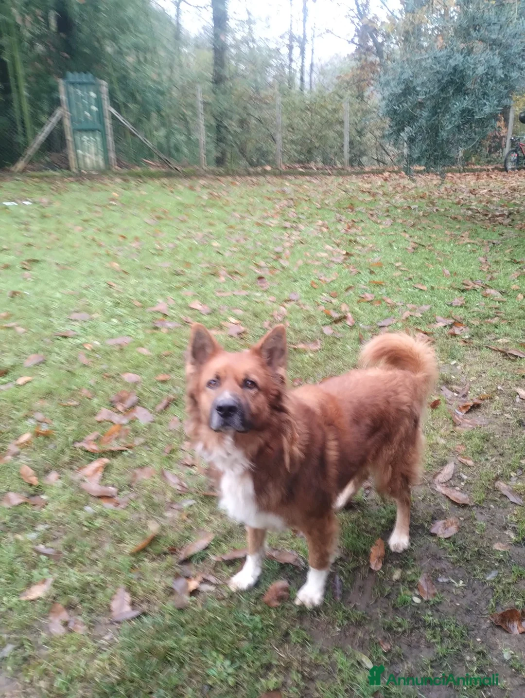 Meticcio cani in regalo: DANKON a Città metropolitana di Roma Capitale - Annuncio 8