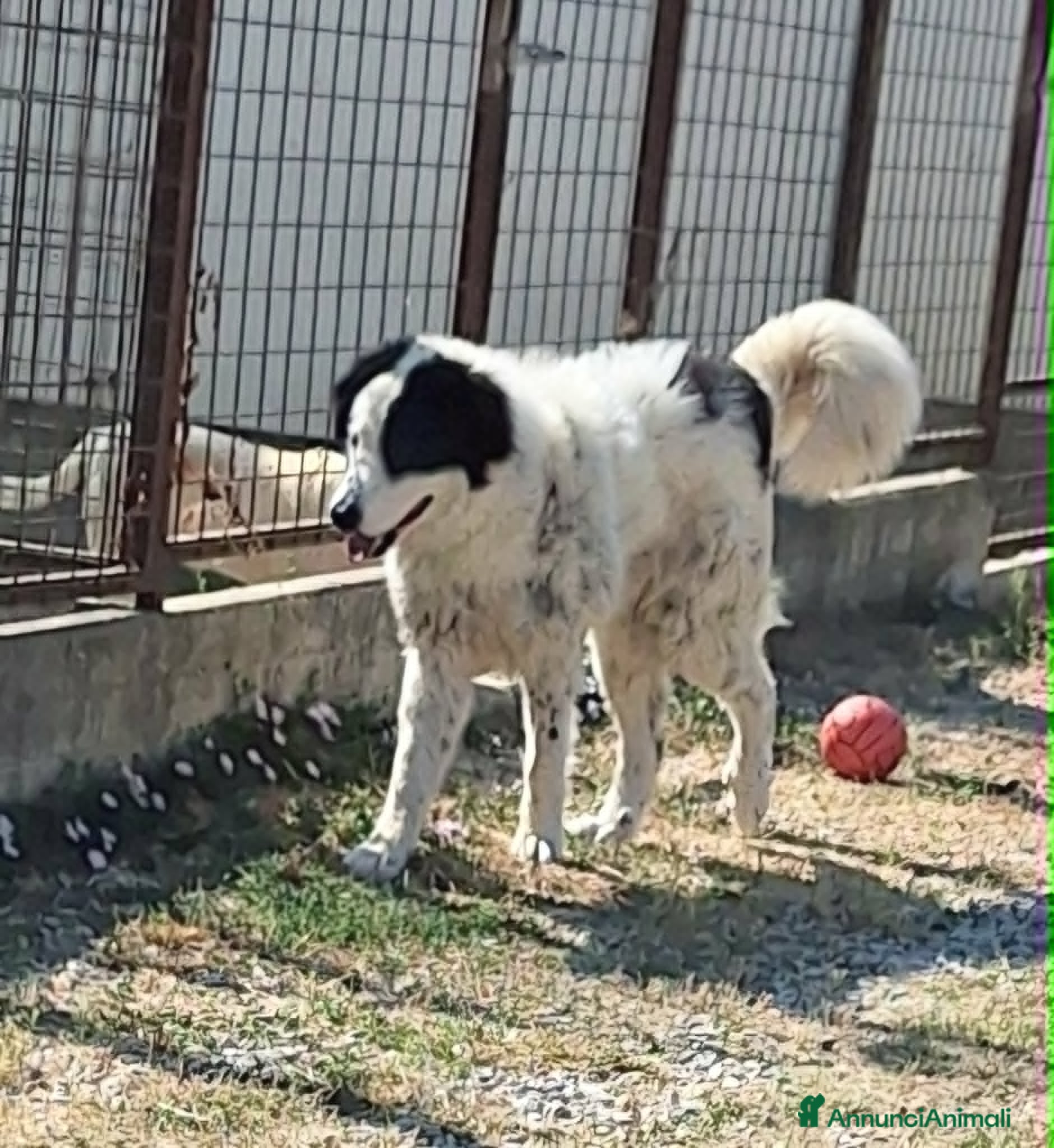 Meticcio cani Giulio Cesare spettacolo in adozione  - Annuncio 9