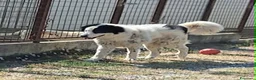 Meticcio cani in regalo: Giulio Cesare spettacolo in adozione  - Annuncio 1