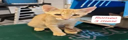 Europeo gatti in regalo: Urgenti famiglie per questi gattini  a Provincia di Monza e della Brianza - Annuncio 2