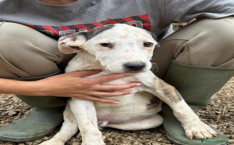 Meticcio cani a Città Metropolitana di Firenze - Annuncio 17