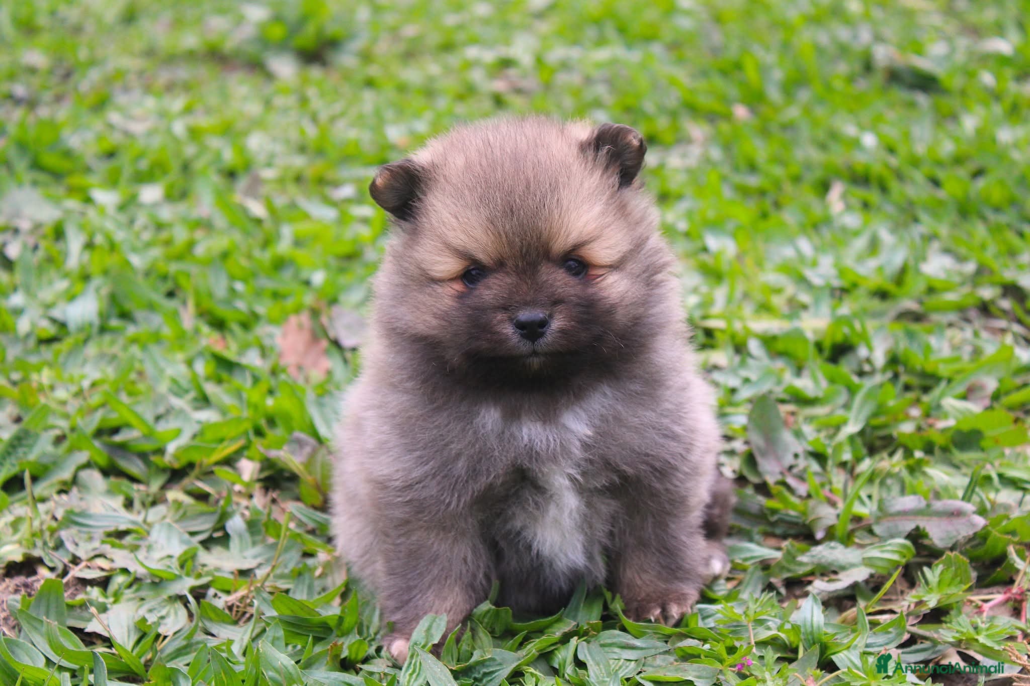 Volpino Italiano cani Volpino Italiano Maschio Pedigree  - Annuncio 1