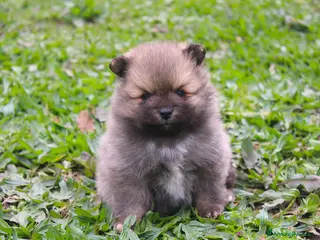 Volpino Italiano cani Volpino Italiano Maschio Pedigree - Annuncio 3