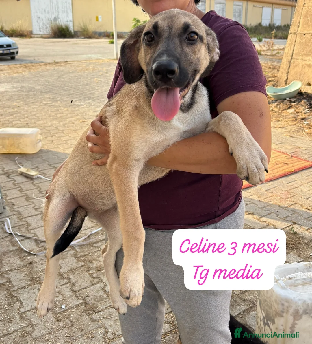 Meticcio cani in regalo: Meticci dimenticati da tutti  a Provincia di Pavia - Annuncio 12