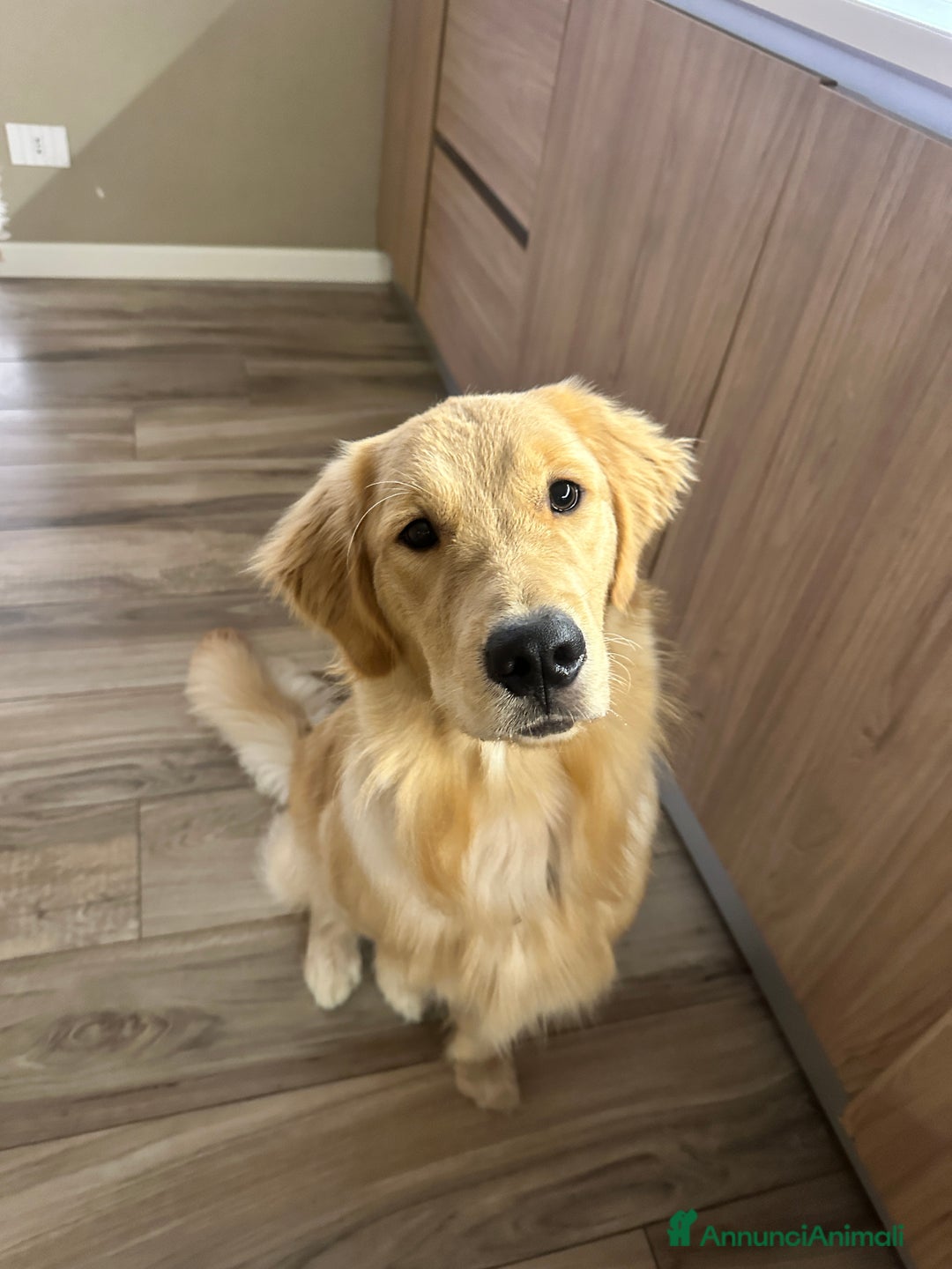 Golden Retriever cani per accoppiamento: Golden Retr. Americano 100% disponibile per monta - Annuncio 3