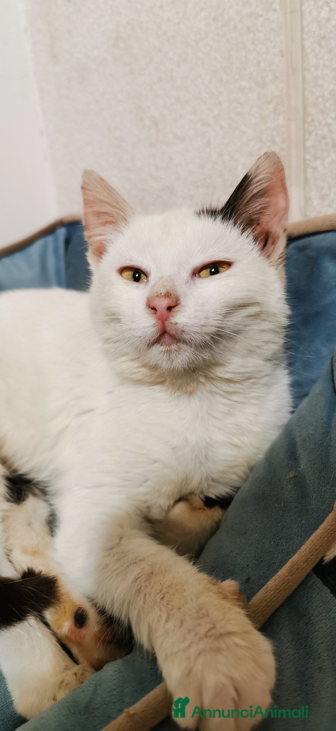 Europeo gatti in regalo: Gattina Bianca - Annuncio 7