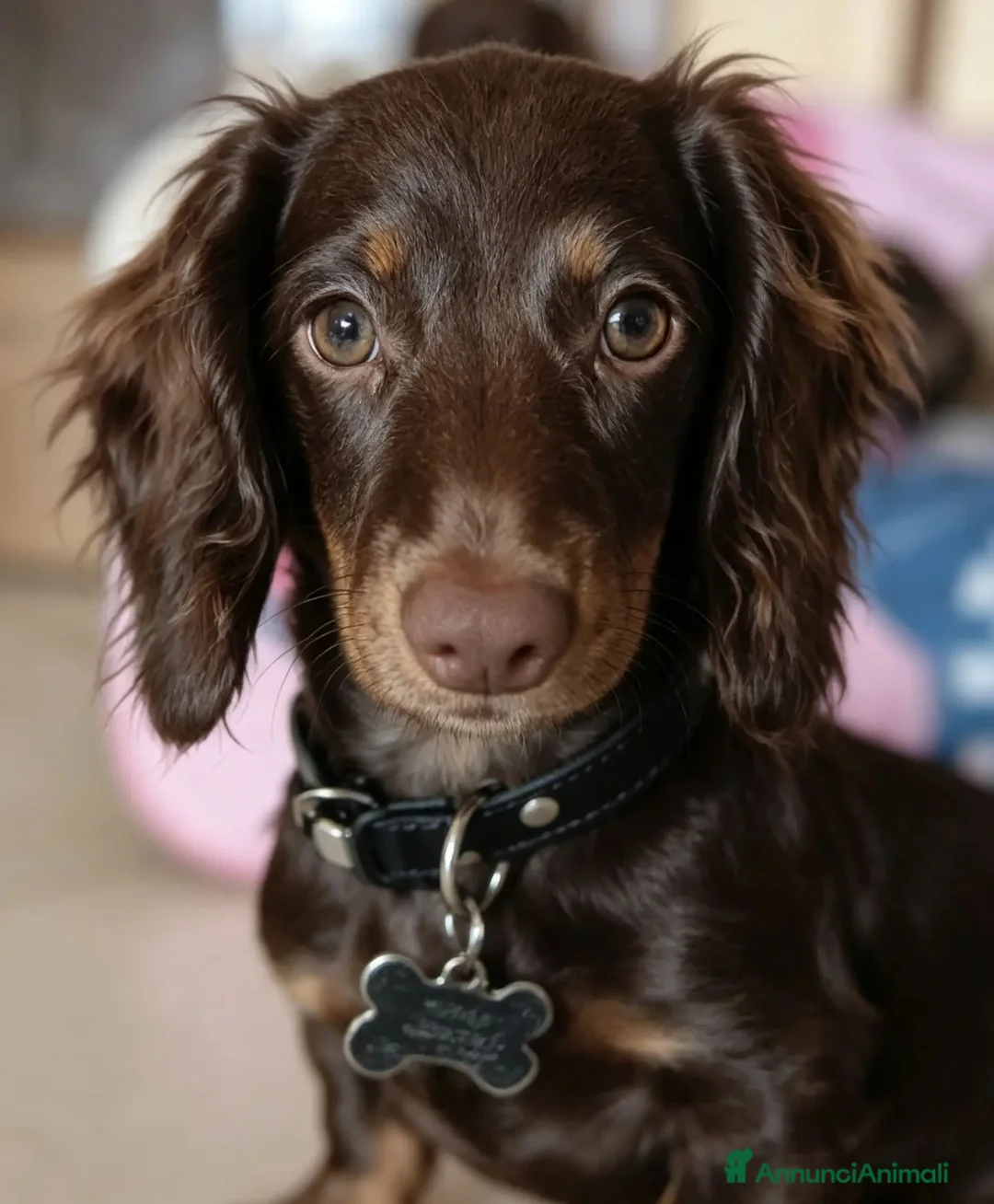 Bassotto cani in vendita: Bassotto a pelo lungo  - Annuncio 5