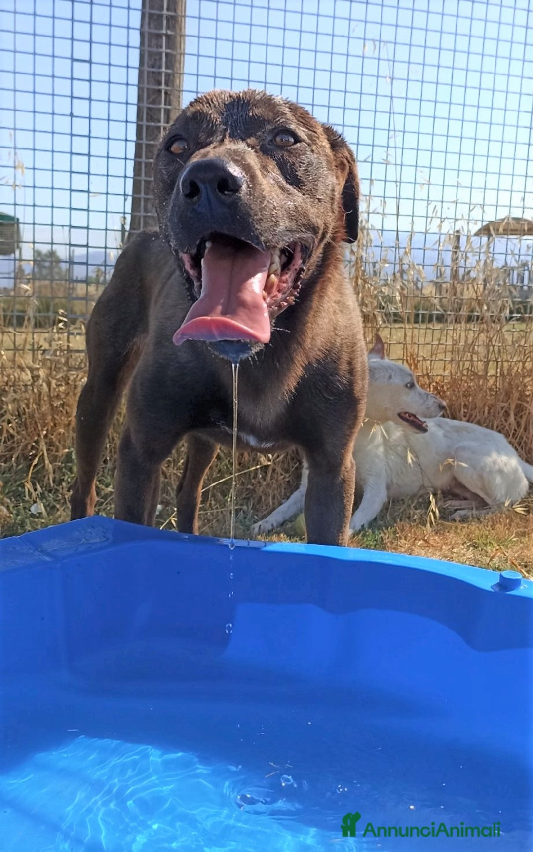 Meticcio cani in regalo: Fuego derivato molosso in adozione a Provincia di Latina - Annuncio 7