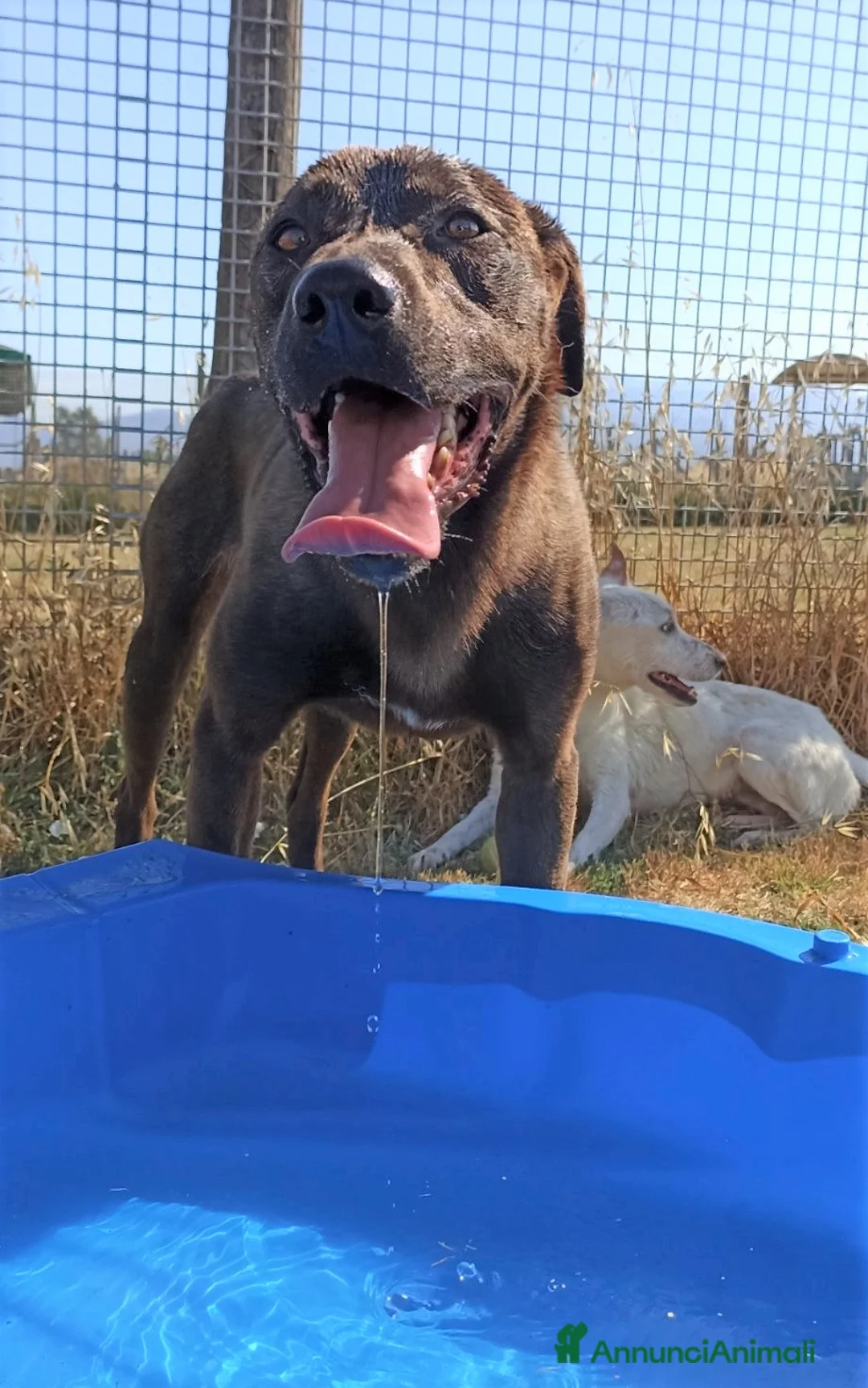 Meticcio cani in regalo: Fuego derivato molosso in adozione a Provincia di Latina - Annuncio 7