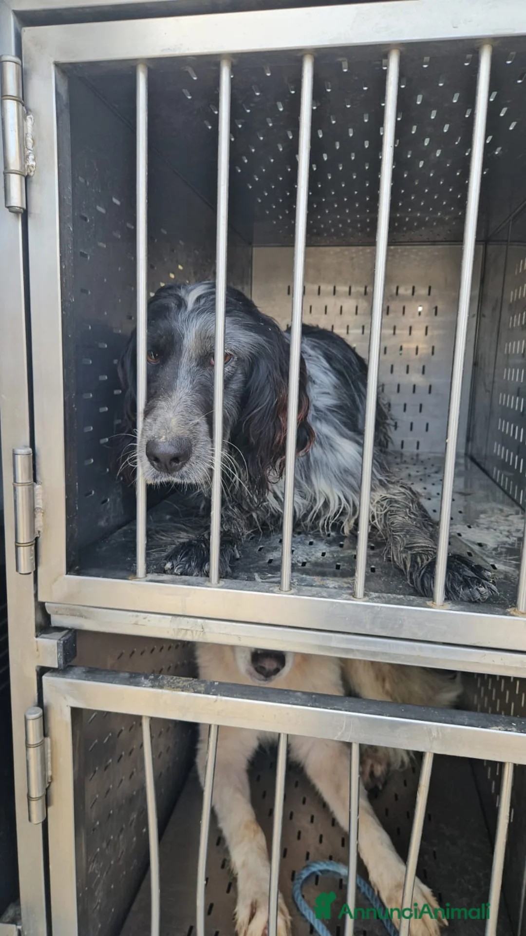 Setter Inglese cani in regalo: Raya: giovane setterina socievole affettuosa  - Annuncio 10