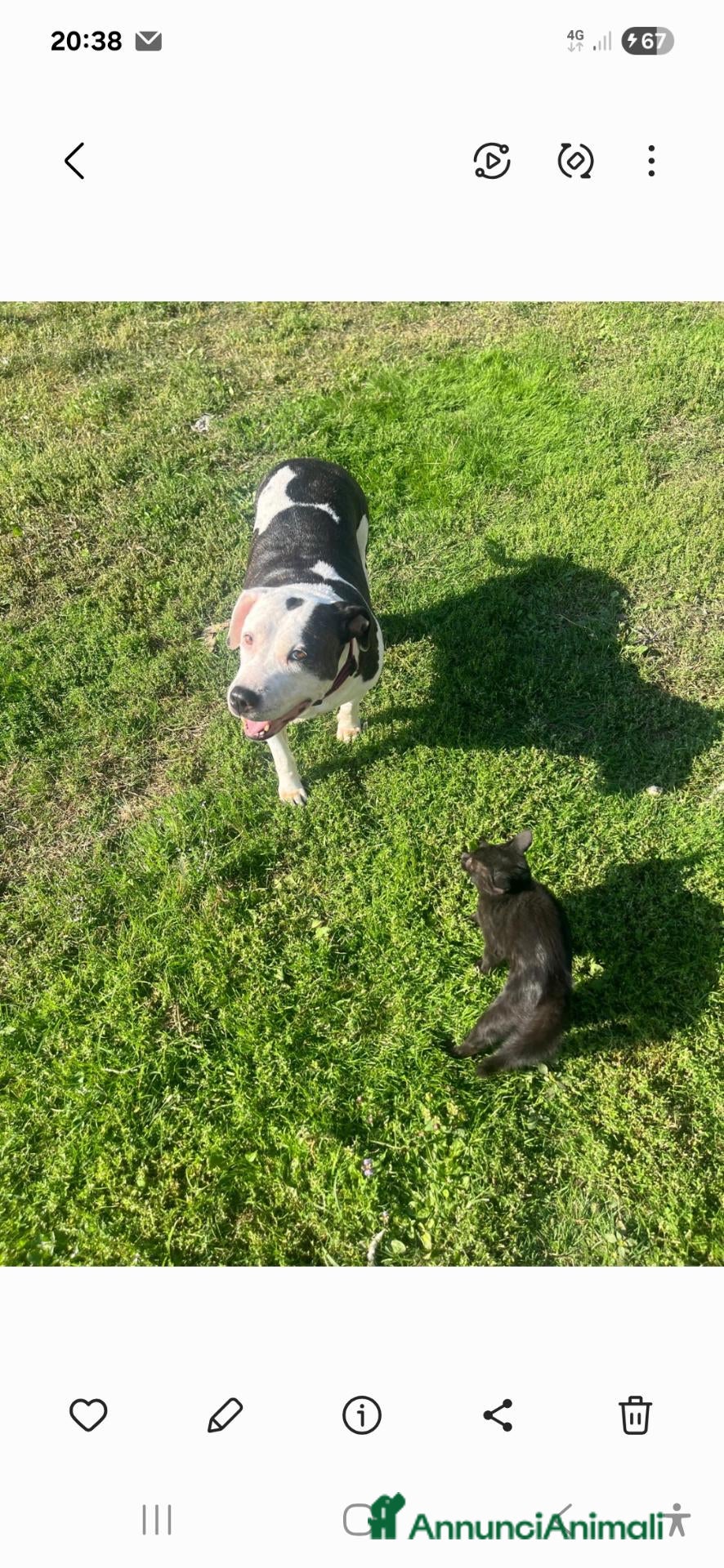 American Staffordshire cani Amstaff 10anni buona con gatti e altri animaliMILA - Annuncio 9