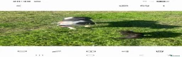 American Staffordshire cani in regalo: Amstaff 10anni buona con gatti e altri animaliMILA - Annuncio 1