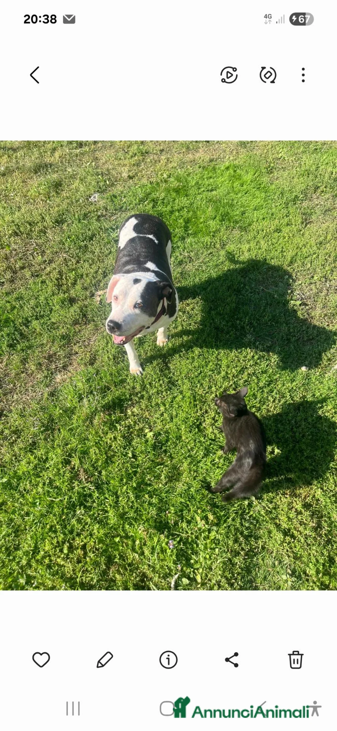 American Staffordshire cani in regalo: Amstaff 10anni buona con gatti e altri animaliMILA - Annuncio 1