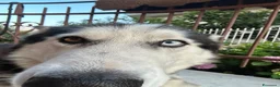 Husky cani per accoppiamento: Maschio Husky Siberiano Disponibile per Monta a Provincia di Caserta - Annuncio 3