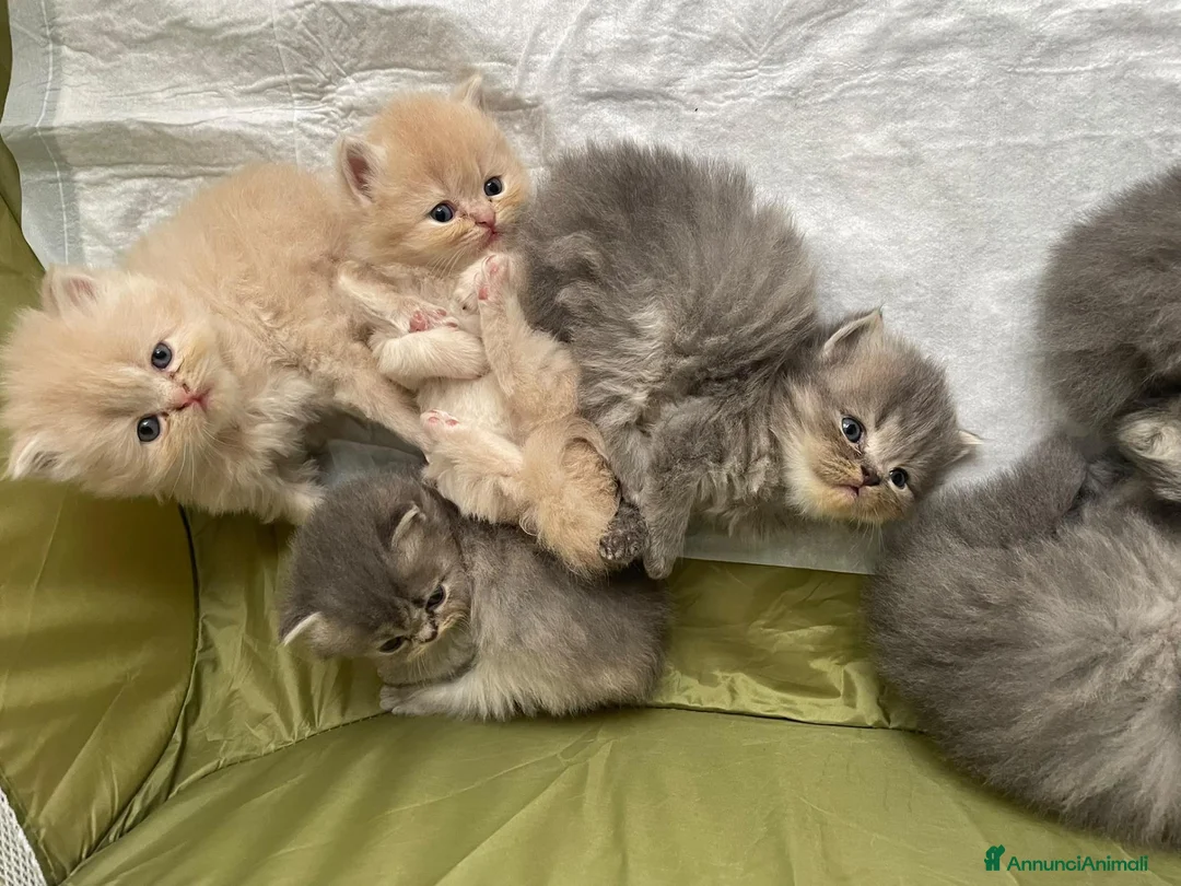 Persiano gatti in vendita: Splendidi cuccioli di gatto persiano - Annuncio 2