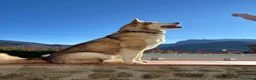 Alaskan Malamute cani in vendita: cucciolata di Alaskan Malamute - Annuncio 18