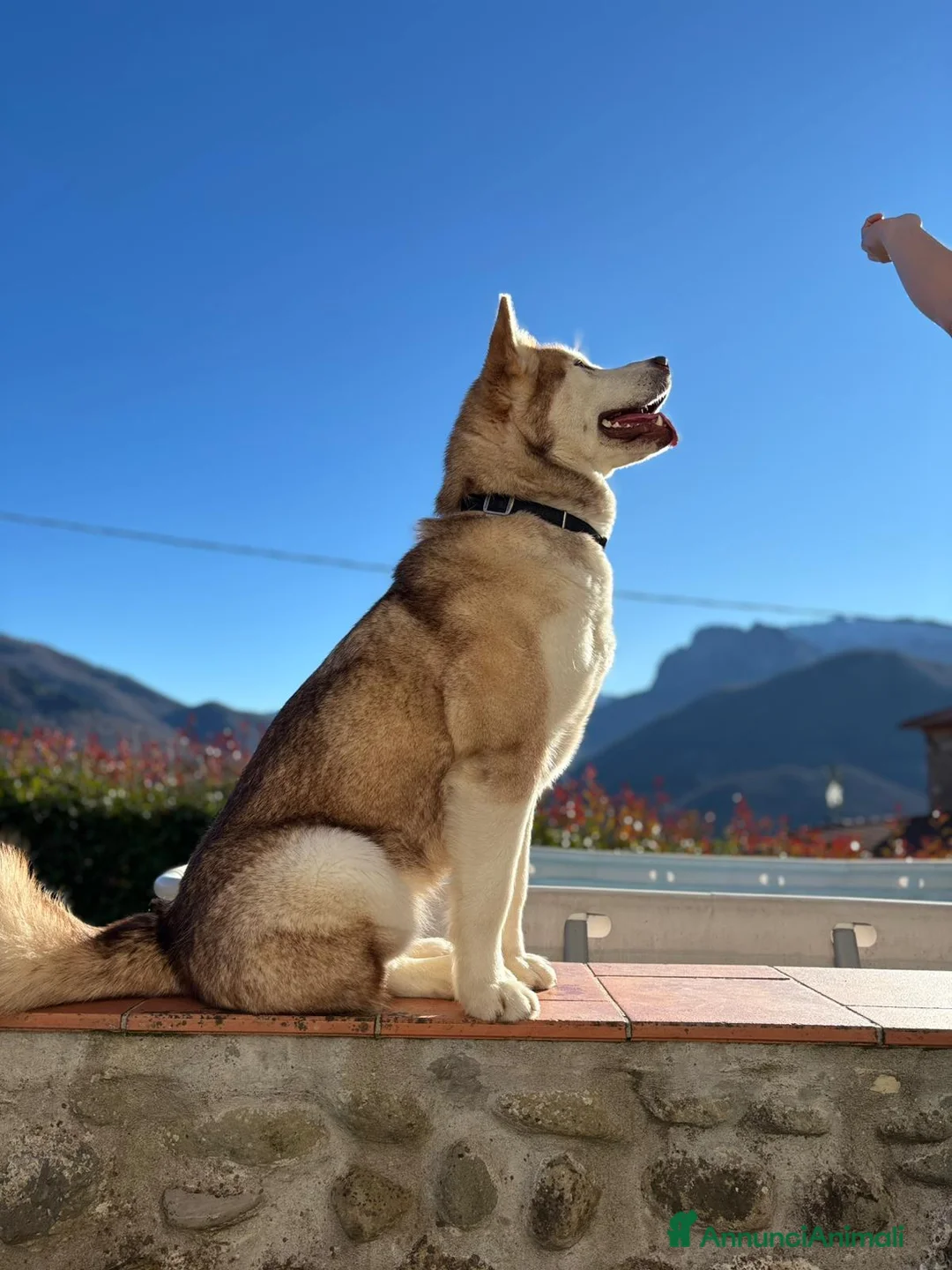 Alaskan Malamute cani in vendita: cucciolata di Alaskan Malamute - Annuncio 18