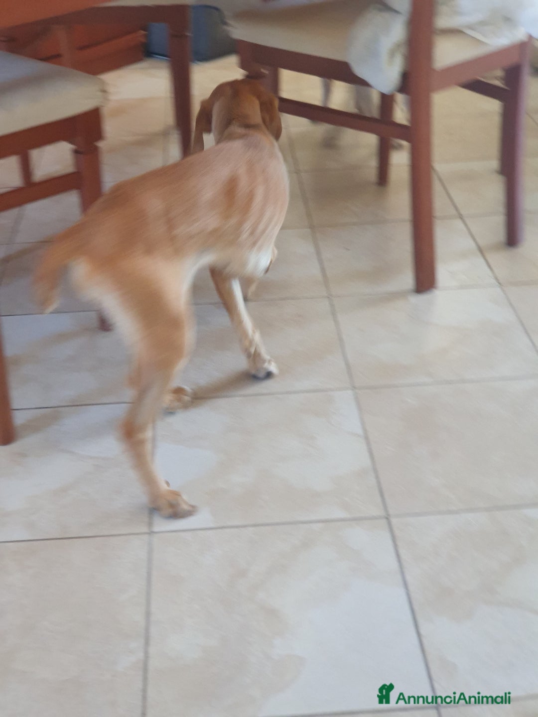 Segugio cani in regalo: NANDA a Provincia di Modena - Annuncio 12