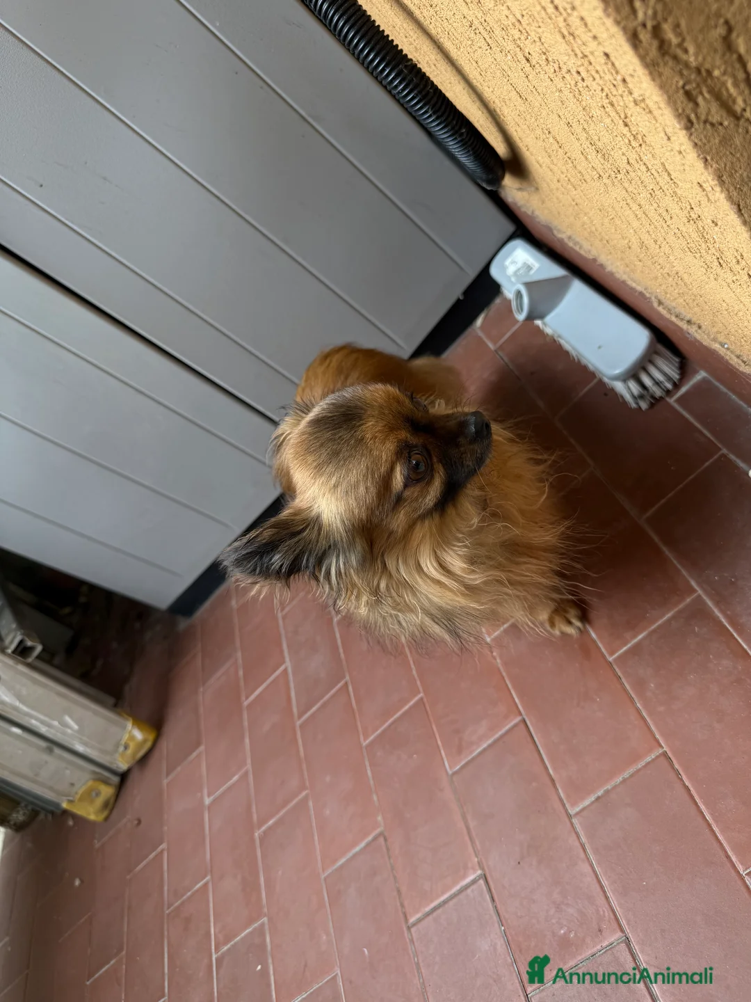 Chihuahua cani in vendita: Chihuahua a pelo lungo  - Annuncio 4