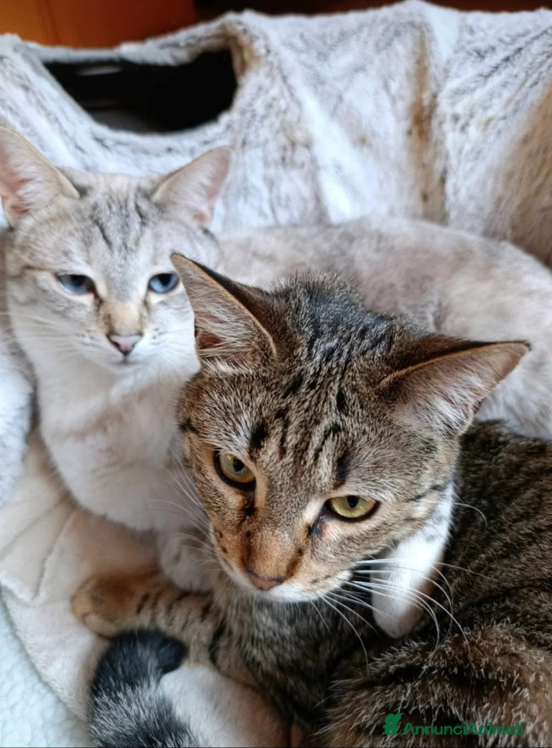 Europeo gatti in regalo: Asha e Molly gattine simil siamese e tigrata a Città metropolitana di Milano - Annuncio 1