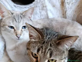 Europeo gatti Asha e Molly gattine simil siamese e tigrata - Annuncio 2