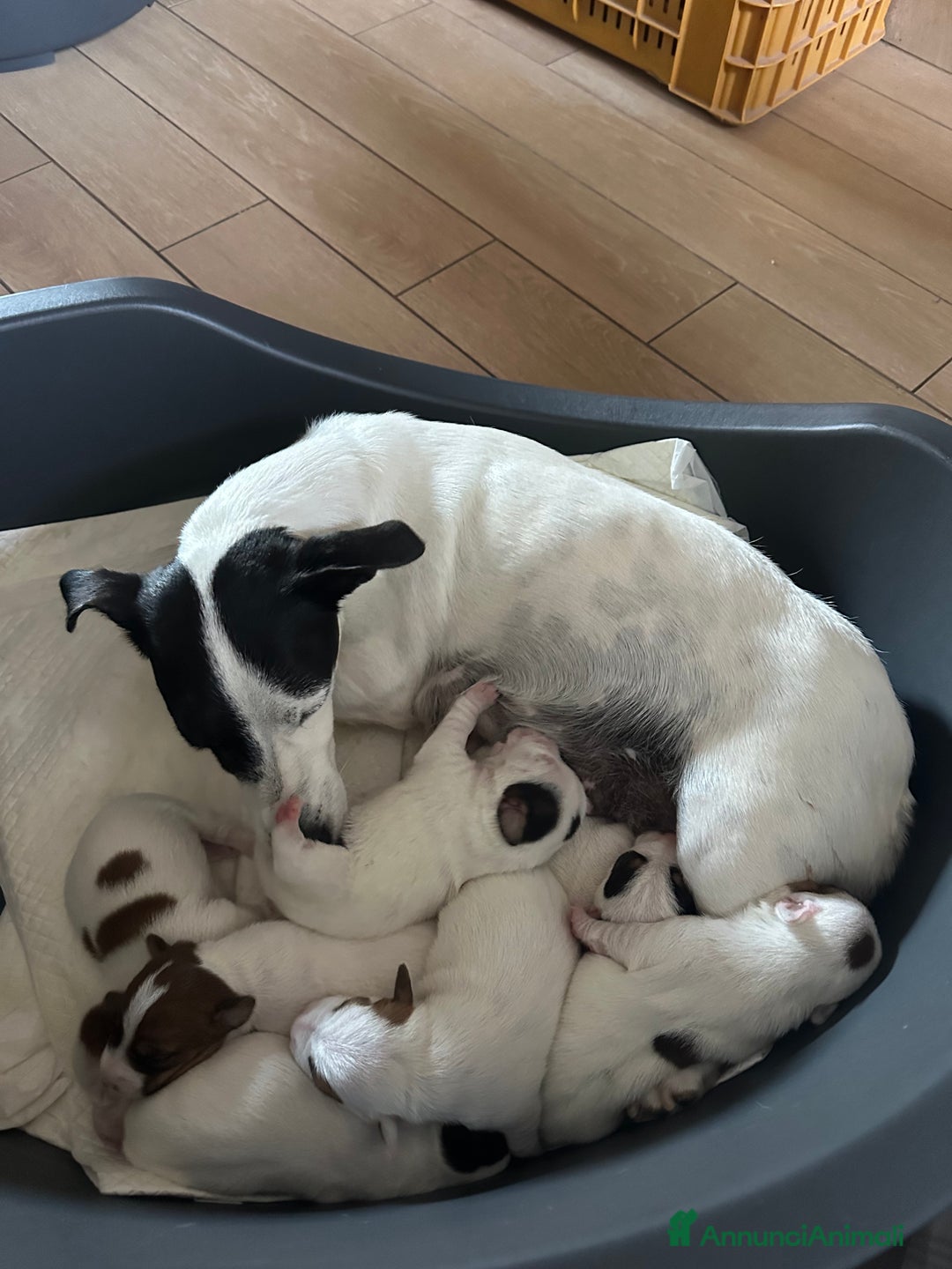 Jack Russell cani in vendita: Femmina Bianca e Nera, rarissima, unica - Annuncio 1