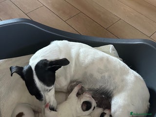 Jack Russell cani Femmina Bianca e Nera, rarissima, unica - Annuncio 1