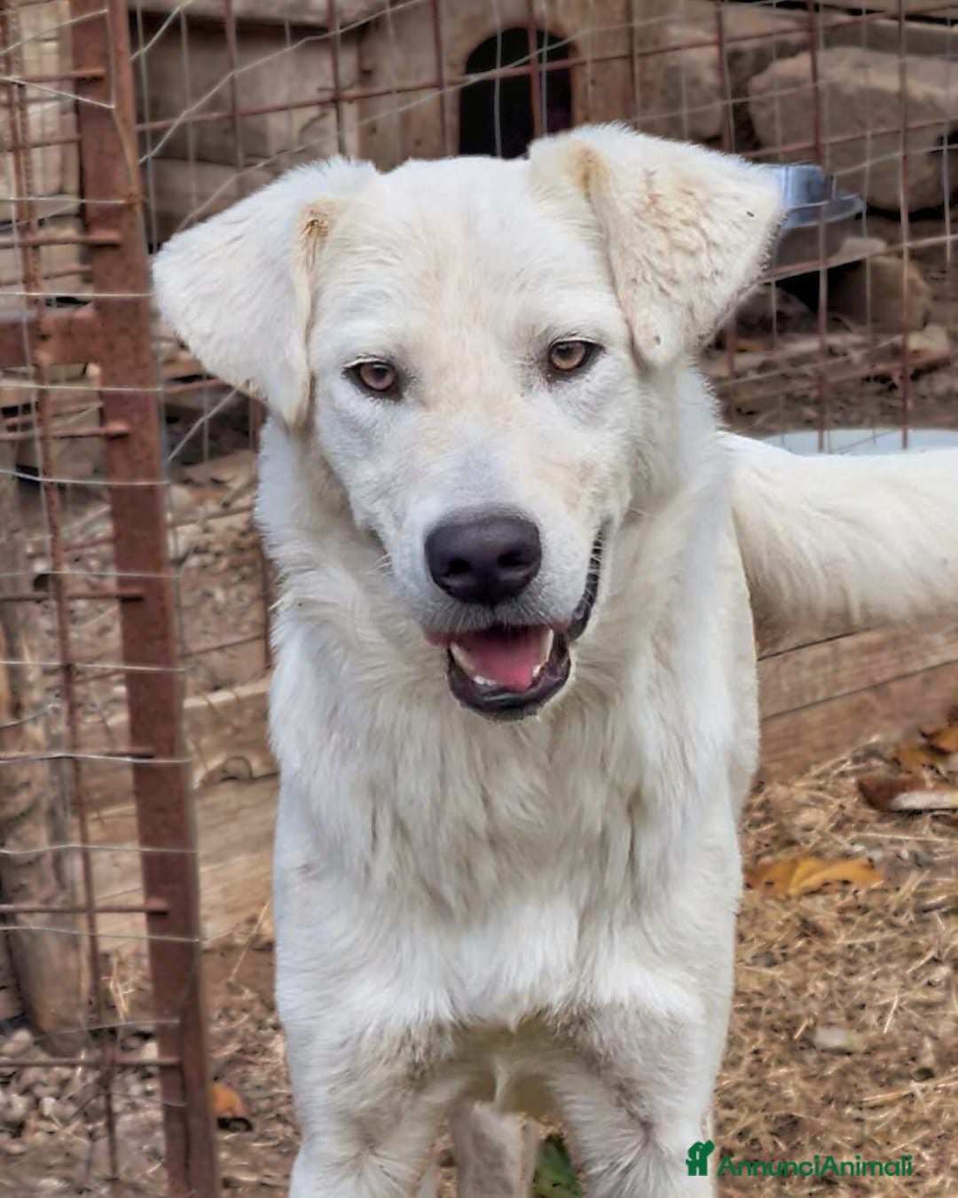 Meticcio cani in regalo: GUE’ 💙 - cucciolo timido e dolce. 🥺 - Annuncio 3