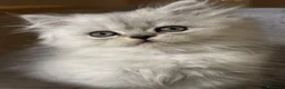Persiano gatti in vendita: Gattino Cucciolo Persiano - Annuncio 4
