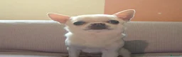 Chihuahua cani per accoppiamento: chihuahua per monta - Annuncio 14