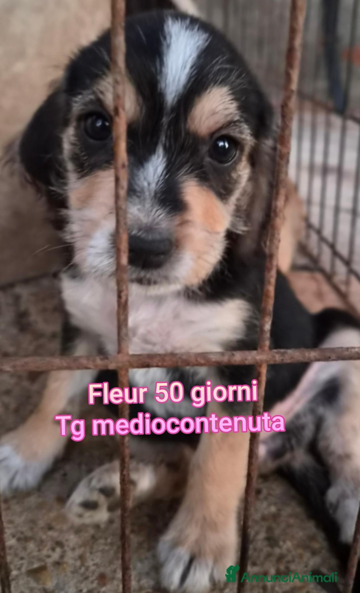 Meticcio cani TROPPI CUCCIOLI SOLI IN RIFUGIO  - Annuncio 2