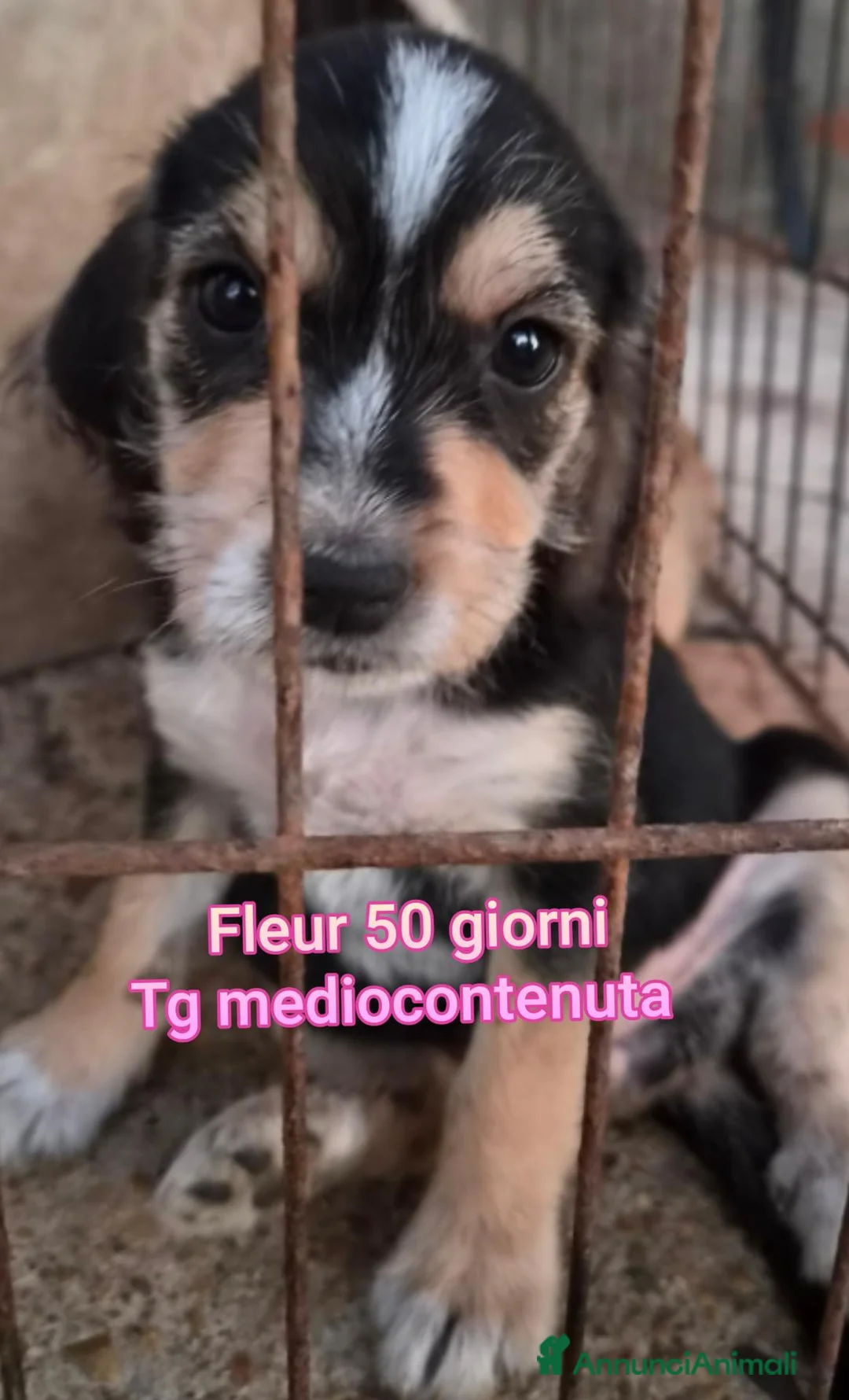 Meticcio cani in regalo: TROPPI CUCCIOLI SOLI IN RIFUGIO  a Provincia di Verona - Annuncio 1