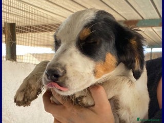 Meticcio cani FILADELFIA abbandonata col fratello tg mediopicc. - Annuncio 2