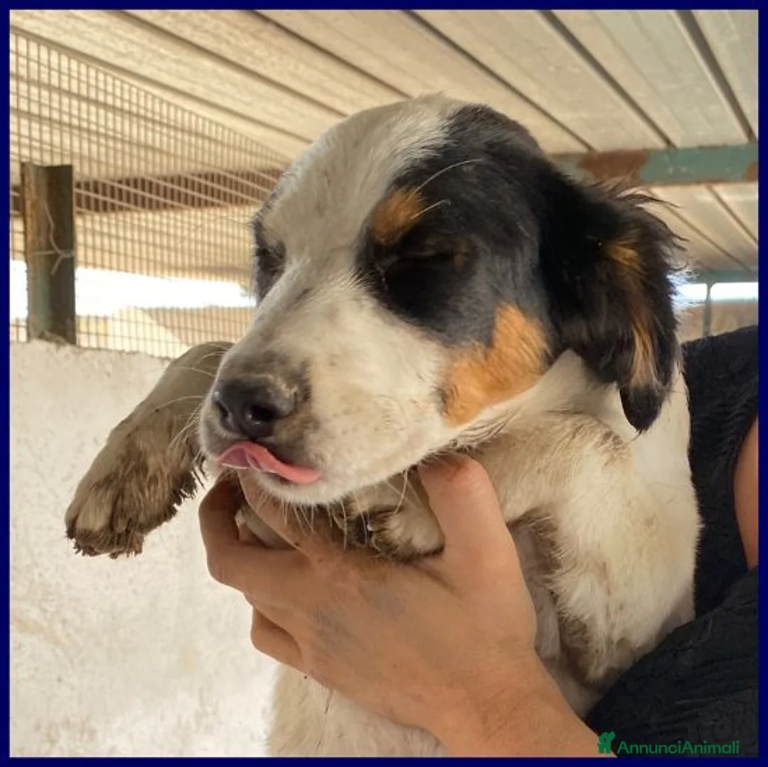 Meticcio cani in regalo: FILADELFIA abbandonata col fratello tg mediopicc. - Annuncio 1