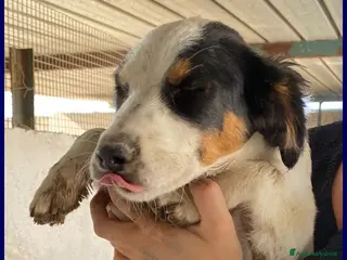 Meticcio cani FILADELFIA abbandonata col fratello tg mediopicc. - Annuncio 12