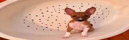 Basenji cani in vendita: Cuccioli di Basenji, disponibili da fine settembre - Annuncio 5