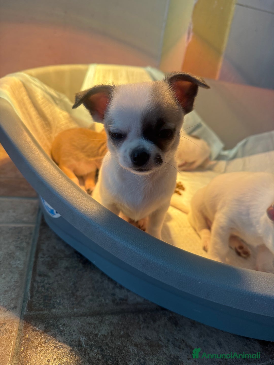 Chihuahua cani in vendita: Cucciole di chihuahua - Annuncio 15