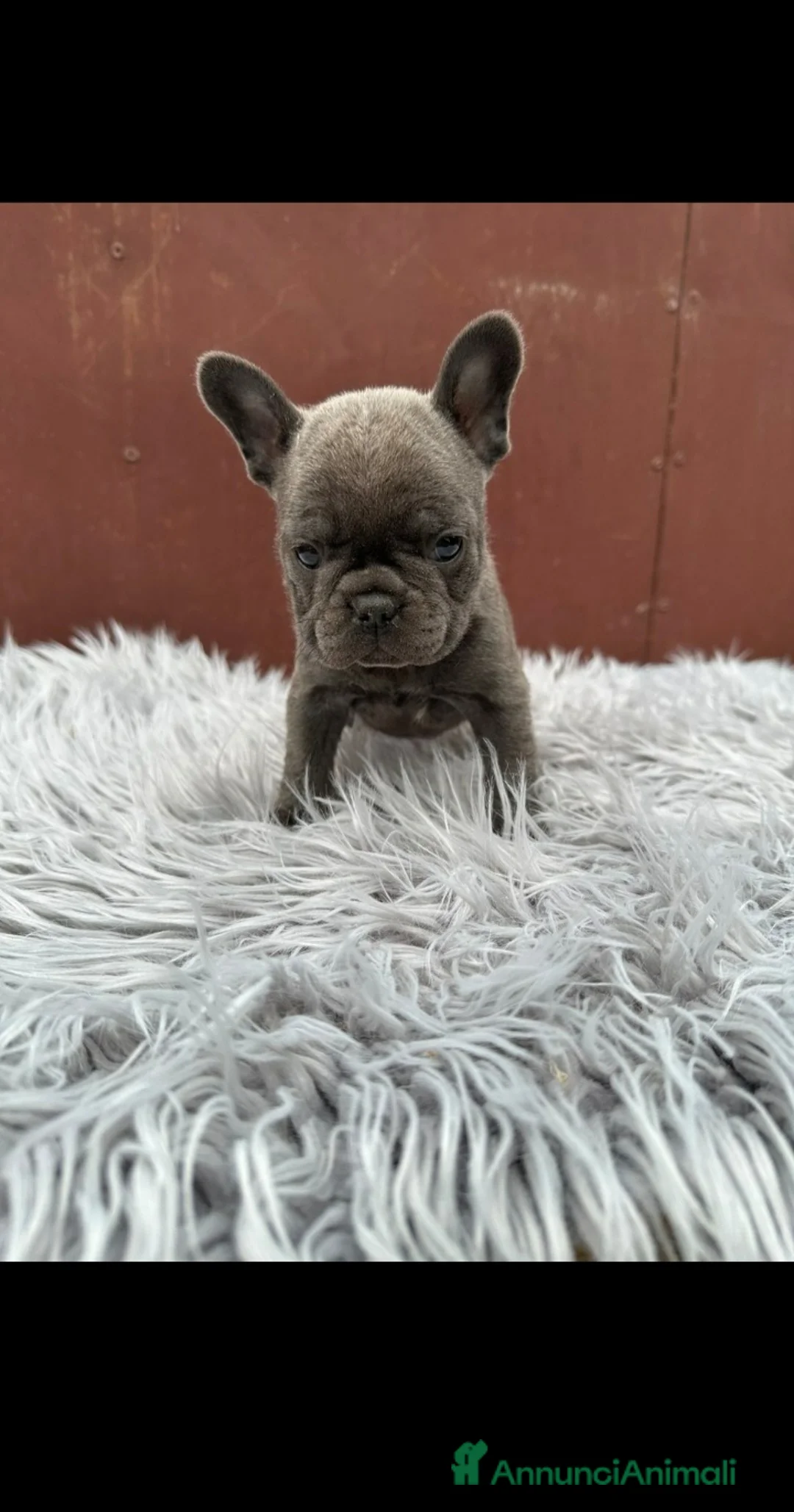 Bulldog Francese cani in vendita: Bulldog francesi blu and tan - Annuncio 2