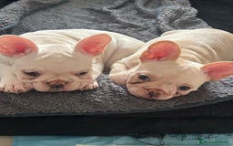 Bulldog Francese cani in vendita: Vendo Buldogg francese - Annuncio 7