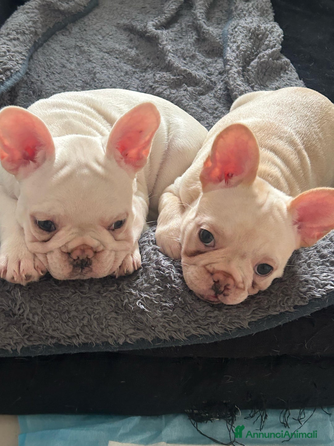 Bulldog Francese cani in vendita: Vendo Buldogg francese - Annuncio 7