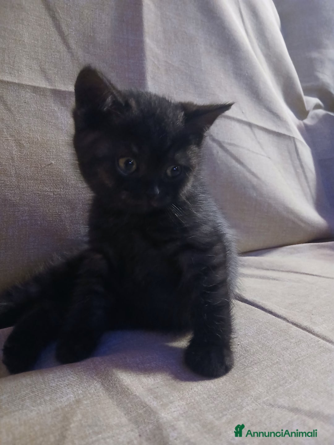 Scottish gatti in vendita: Cucciolo scottish straight  - Annuncio 3