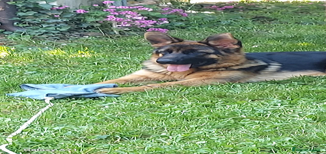 Immagine della galleria {{count}}