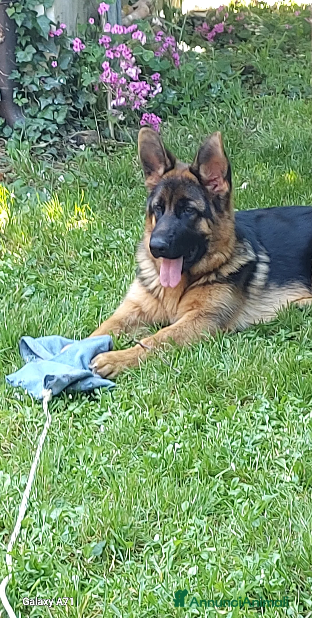 Immagine della galleria {{count}}