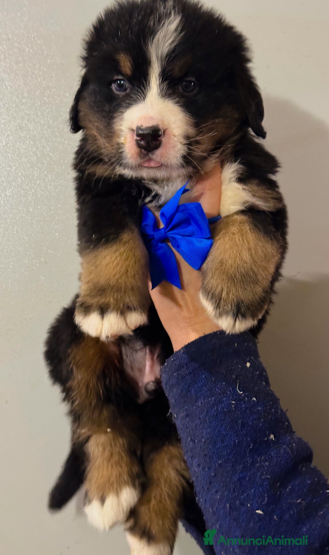 Bovaro del Bernese cani in vendita: Cuccioli Disponibili Bovaro del Bernese - Annuncio 1