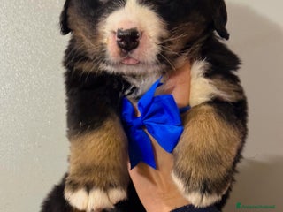 Bovaro del Bernese cani Cuccioli Disponibili Bovaro del Bernese - Annuncio 12