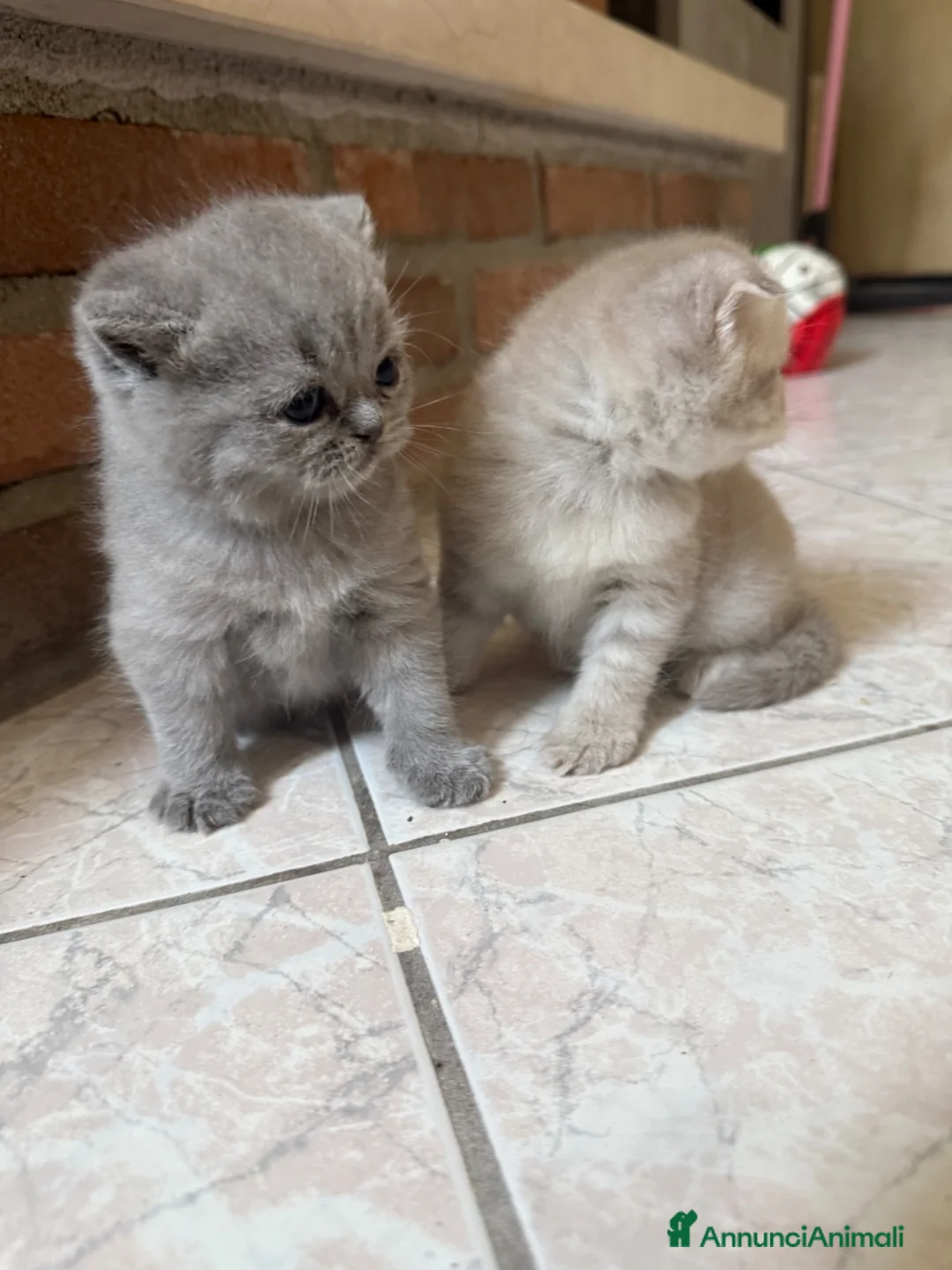 Scottish gatti in vendita: Gattini Scottish fold/straight a Provincia di Reggio Emilia - Annuncio 5