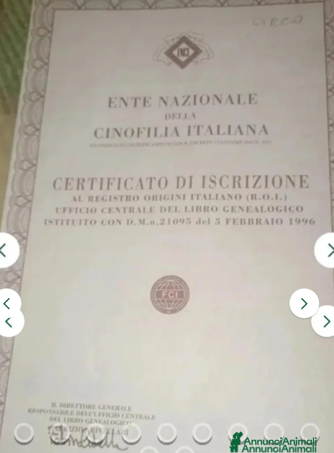 Pastore Tedesco cani in vendita: splendidi cuccioli pastore tedesco  - Annuncio 10