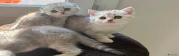 Scottish gatti in vendita: Bellissimi cuccioli di scottish straight/fold - Annuncio 8